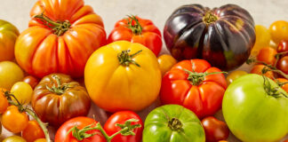 6 Summer Tomato Recipes