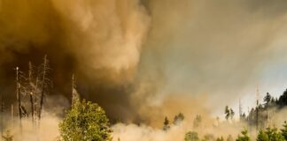 Wildfires and Alzheimer’s: How Wildfire Smoke Affects the Brain