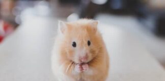 Mouse Study: This High-Risk Gene Plus a Poor Diet Led to Alzheimer’s