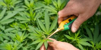 Demystifying CBD: Common Myths And Misconceptions