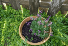 Herbal Gardening For Natural Wellness