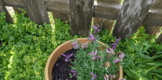 Herbal Gardening For Natural Wellness