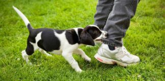 Breeds More Prone To Biting