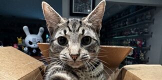 Phil’s Journal: What Is ‘Quality of Life?’ A Sad Farewell and a Tough Deciscion