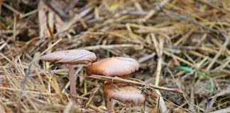 Top Tips For Growing Mushrooms At Home