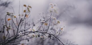 Do Depression and Stress Drive Alzheimer’s Risk? A Clinical Psychologist’s Take