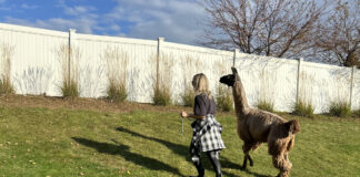 A Llama Walk Reduced My Stress and Anxiety