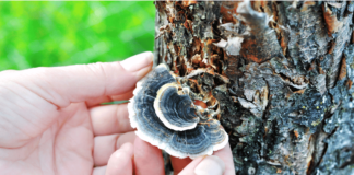 Turkey Tail Mushrooms (and Why To Try Them)