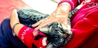 A Comprehensive Guide To Cherishing Your Senior Cat