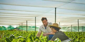How Greenhouse Farming Ensures A Steady Supply Of Produce