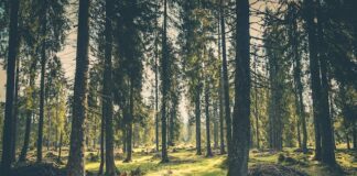 UK Forest Holidays – Your Guide To Embracing Natures Playground