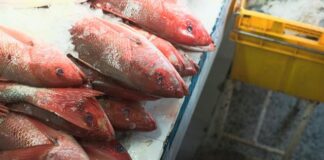 Tips For Properly Using Fridge Trailers