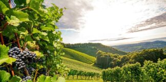 The 5 Main Wine Regions In The World