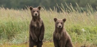 What Humans Could Learn From Animals: The Aging-Hibernation Link