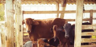 How To Protect Animals And Cattle In A Barn