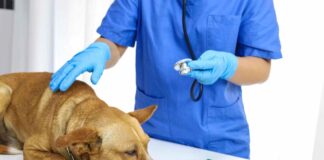 Managing Chronic Conditions In Pets With Medication: Insights From PetPawsRx