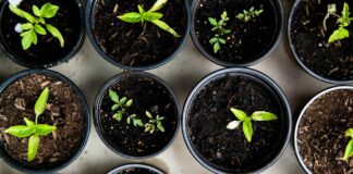 A Guide To Growing Organic Plants Successfully