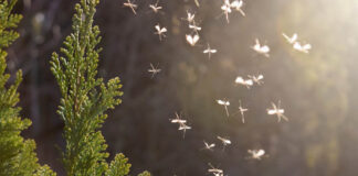 The Outsized Health Threat of Mosquitoes