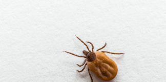 Tick Bites: Prevention and Safe Removal