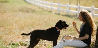 How To Train Your Pet Smarter, Not Harder