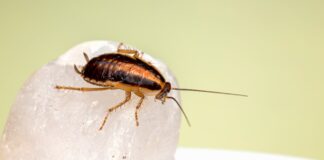 Why Even Spotless Homes Attract Roaches and How to Stop Them