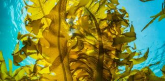 17 Health, Wellness, and Home Trends to Watch in 2025