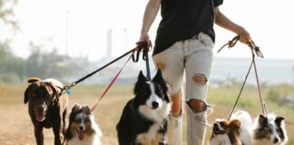 Is Insurance Necessary for Dog Walking Services? A Closer Look