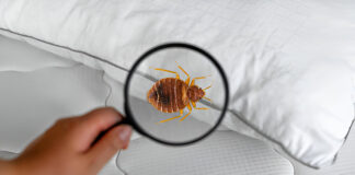 The Real Cost of Bed Bug Removal