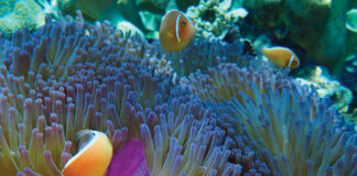 Hope on the Great Barrier Reef